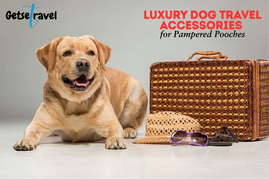 Luxury Dog Travel Accessories for Pampered Pooches